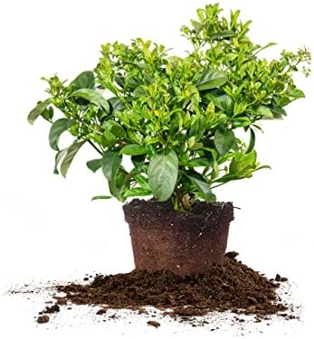 Perfect Plants Sweet Viburnum, 3 Gallon, Fast Privacy Hedge by PerfectPlantsNursery