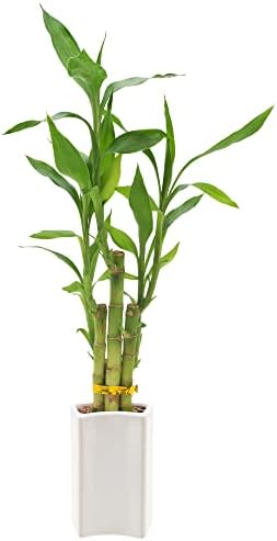 5-Stem Lucky Bamboo, Live Indoor Plant in Contour II Ceramic Planter for Home, Work, or Gift, White ***Cannot Ship to Hawaii*** - Image 3