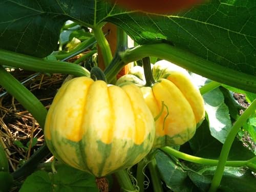 Carnival Squash Seeds - 90+ Count - For 2026 Planting Festival Celebration Delicata Acorn Pumpkin Sweet Dumpling Fall Vegetable Grow Your Own Home Farm Patio Healthy Sustainable Living - Image 2