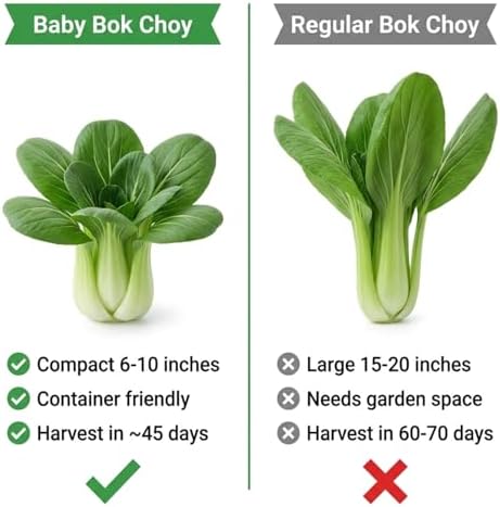 2500 Baby Bok Choy Seeds Pak Choi Variety for Hydroponic Systems and Garden Beds Compact Cool Season Vegetable for Home Growing - Image 7