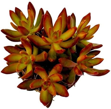 Fat Plants San Diego Succulent Plant(s) Fully Rooted in 4 inch Planter Pots with Soil - Real Live Potted Succulents/Unique Indoor Cactus Decor (1, Sedum nussbaumerianum) by FatPlantsSanDiego