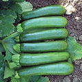 Park Seed Zucchini Squash Seeds – Grow Your Own Garden Vegetables, Green Machine, High-Yielding with Uniform 6–7 Inch Fruits, Vigorous & Easy to Harvest, Midwest & Southeast Favorite, Pack of 10 by ParkSeed