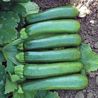 Park Seed Zucchini Squash Seeds – Grow Your Own Garden Vegetables, Green Machine, High-Yielding with Uniform 6–7 Inch Fruits, Vigorous & Easy to Harvest, Midwest & Southeast Favorite, Pack of 10 by ParkSeed