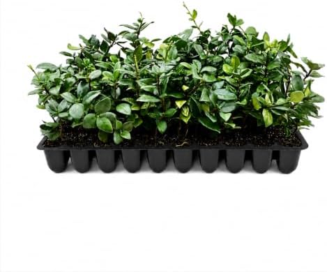 Star Jasmine | 60 Live Plants | Trachelospermum Jasminoides | Fragrant Blooming Evergreen Vine, Low Maintenance, Climbing, White Flowers, Attracts Pollinators, Drought Tolerant by FloridaFoliage