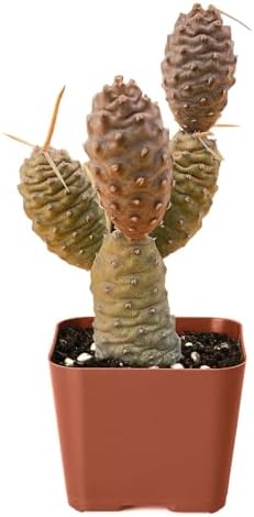 2" Rare Live Succulent Pine Cone Cactus, Easy Care & Drought Tolerant by FleshyFlora