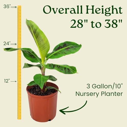 Tropical Plants of Florida Dwarf Cavendish Banana Tree Live Plant 3 Gallon Nursery Pot, 28 to 38 Inch Tall Edible Banana Plant, Tropical Patio Outdoor Tree - Image 3