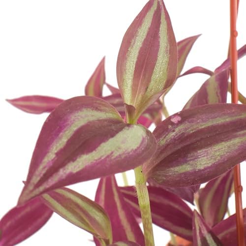 Shop Succulents Tradescantia Zebrina, Hanging Live Indoor Plant, Easy Care Hanging Trailing Houseplant in Nursery Pot, Air Purifying Plant in Soil, Housewarming, Home Décor, Trails 1-2 Feet - Image 3