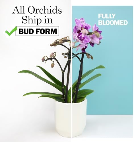 Premium Purple Live Orchid Plant Blooming in 3.5" Blue & White Orchid Pot, Live Plants, Houseplant Gifts, Approx. 16" Tall, Pet Friendly Houseplants, Phalaenopsis Moth Flower by Plants for Pets - Image 6