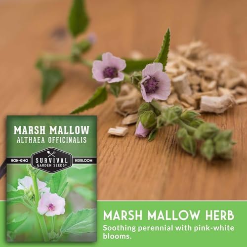 Marsh Mallow Seeds for Planting - Survival Garden Seeds (2 Pack) - Image 4