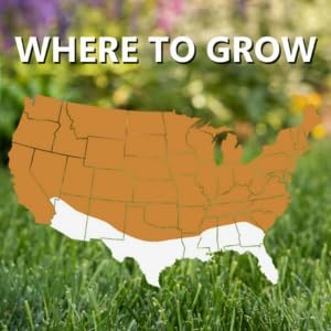 Jonathan Green Black Beauty Founders Reserve Tall Fescue Grass Seed - 3 lb - Image 5
