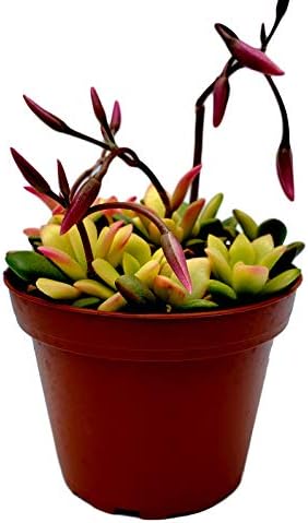 Fat Plants San Diego Succulent Plant(s) Fully Rooted in 4 inch Planter Pots with Soil - Real Live Potted Succulents/Unique Indoor Cactus Decor (1, Anacampseros telephiastrum variegata) - Image 2