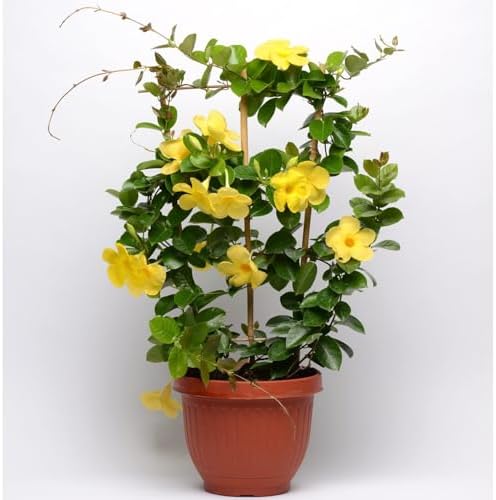 Yellow Mandevilla Live Plants (5-9") - Pack of 2 (Two) - Rare Golden Rocktrumpet Vine - Heat Tolerant - Fast Growing Tropical Patio Climber - Hummingbird Magnet for Outdoor Containers - Image 2