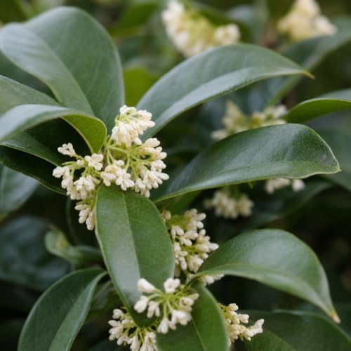 Fragrant Tea Olive | 30 Live Plants | Osmanthus fragrans | Evergreen Flowering Shrub for Privacy Hedges | Fragrant Plants for Landscape Borders - Image 3