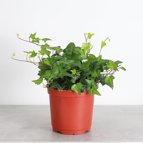 Live Hahn's Green Ivy Plant, Vining Indoor Plant, 6" Pot - Image 2