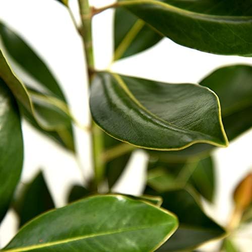 Perfect Plants Little Gem Magnolia Tree, 3-4 ft, Live Plant - Image 3