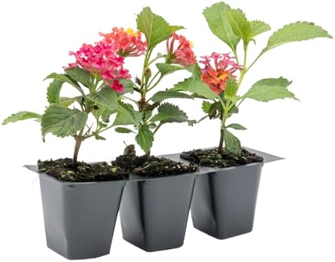 3 Irene Lantanas, Live Plants – Continuous Blooms, Thriving in 2.5” Nursery Cubes - Image 7