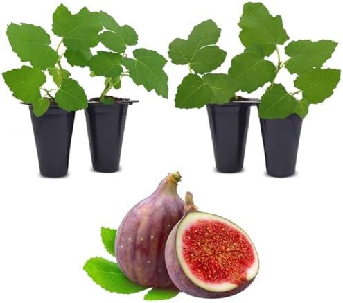 Celeste Fig Plant (4 Pack) | Live Fruit Plant for Planting | Sweet & Juicy Figs for Fresh Eating & Drying | Cold-Hardy & High-Yielding Tree | Perfect for Organic Gardens & Sustainable Living by FamPlants