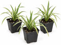 3 Variegated Liriope Live Plants Monkey Grass Liriope (3 Pack) by Unknown