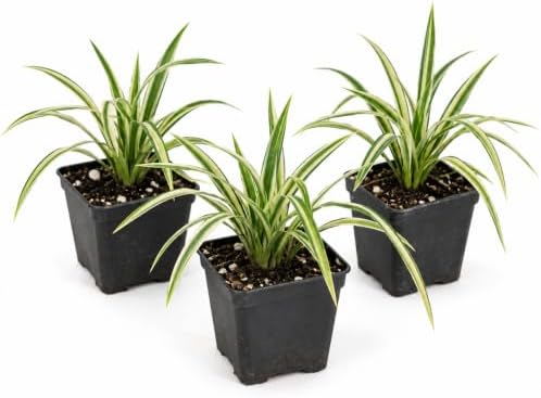 3 Variegated Liriope Live Plants Monkey Grass Liriope (3 Pack) by Unknown