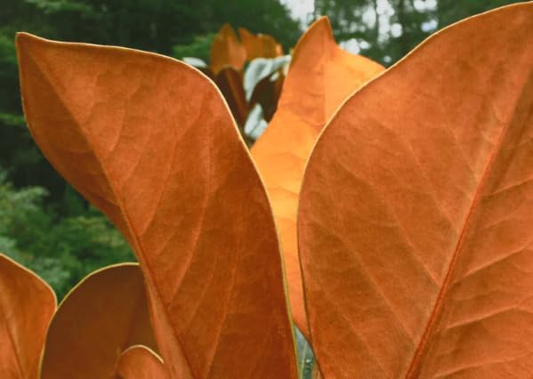 Southern Magnolia ‘D.D. Blanchard’ Live Tree – Magnolia grandiflora – Fragrant White Flowers – Evergreen Ornamental Shade Tree – 1–2 Ft Tall Plant - Image 7