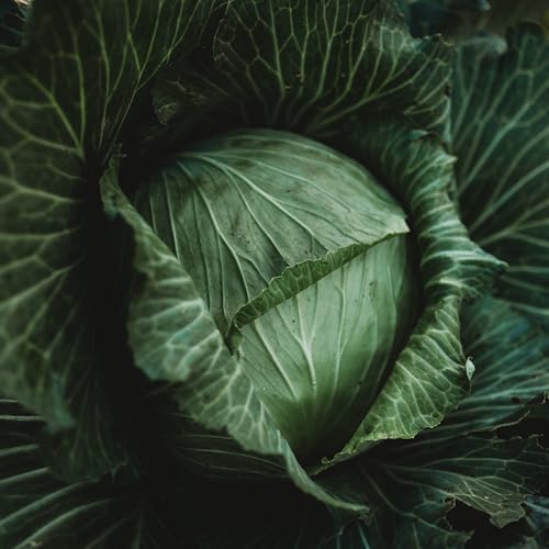 Late Flat Dutch Cabbage - 100 Cabbage Seeds for Planting, Thresh Seed Co. - Image 2