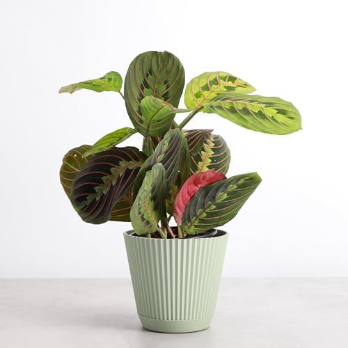 Live Red Prayer Plant, Pet Friendly, Easy to Grow, 4" Diameter Pot - Image 2