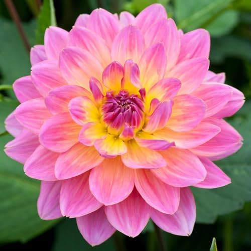 200+ PCS Mix Dahlia Seeds Flowers Compound Petals Multi-Color Beautiful Annual Outdoor Garden Potted Plants Non-GMO Dahlia for Planting Dahlia Pinnata Seeds - Image 6