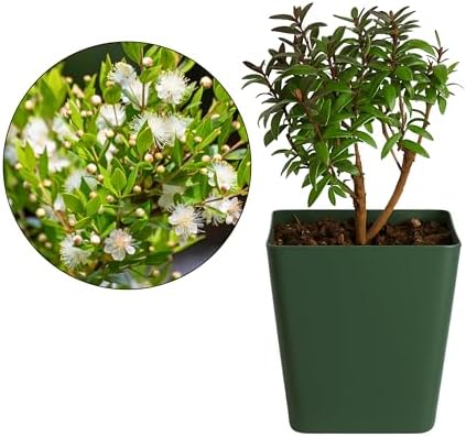 Myrtle Plant Live, Dwarf Myrtus Communis Bonsai Starter, 2-Inch Pot, 5-Pack - Image 2