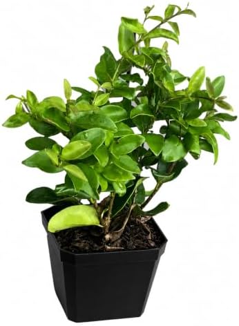 5 Wax Leaf Privet Shrubs - 6-10" Tall Live Plants - Quart Pots - Image 2
