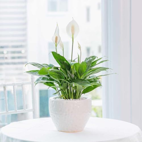 American Plant Exchange Peace Lily Live Spathiphyllum Plant, 6-Inch - Image 5
