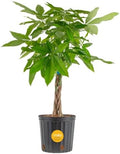 Costa Farms Money Tree, Live Indoor Plant, Braided Trunk, Easy Care by Unknown