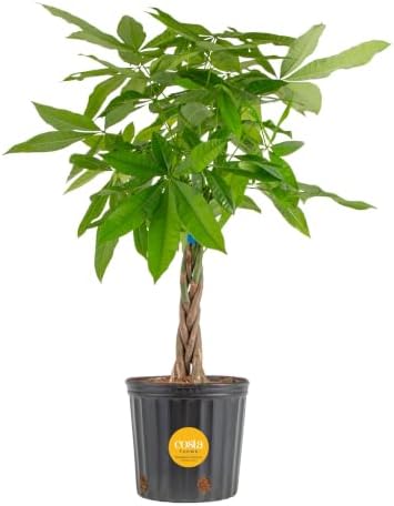 Costa Farms Money Tree, Live Indoor Plant, Braided Trunk, Easy Care by Unknown