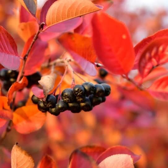 Aronia Berry Bush (Chokeberry) Seedlings for Planting - Live Chokeberry Plants (3 Seedlings) - Image 2