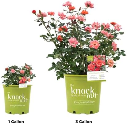 Perfect Plants Coral Knock Out Rose Bush, 1 Gallon, Live Plant - Image 7