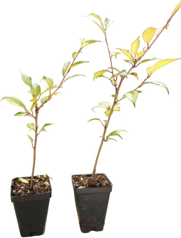 Okame Flowering Cherry Trees Live Plant Rosy Pink Cherry Blossom Tree, Ornamental Tree, 6-12" Tall in Small Pot - Image 4