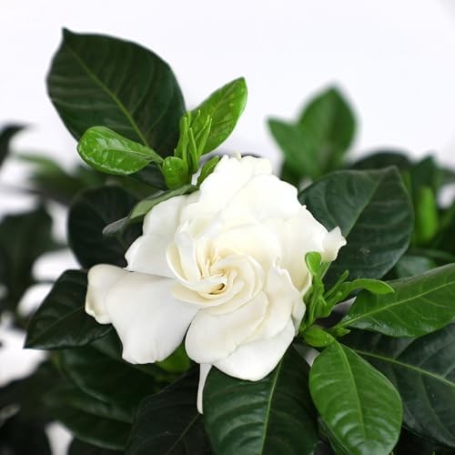 Gardenia Plant (1G), Cape Jasmine Plant Outdoor Plants, Fresh Flowers for Delivery Prime, Live Plants Indoor Plants Live Houseplants, Gardenia Plants Live House Plants Indoors Live by Plants for Pets - Image 4