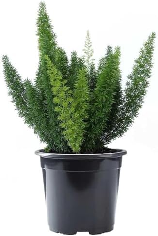 American Plant Exchange Foxtail Fern – 6-Inch Pot – Live Easy Care Tropical Plant with Arching Needle-Like Foliage for Indoor Décor, Patios, Containers, Hanging Baskets & Garden Landscapes by AmericanPlantExchange