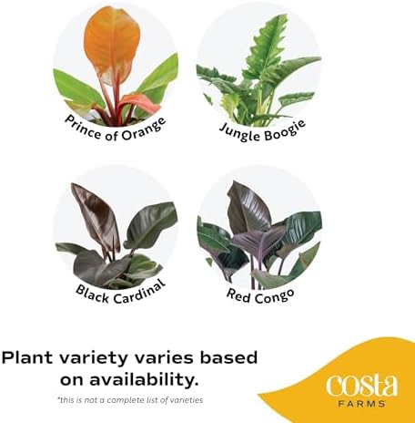 Costa Farms Philodendron, Live Indoor Plant, Tropical Houseplant - Image 3