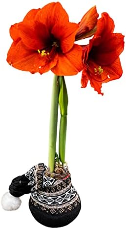 Waxed Amaryllis Bulb - Decorative Black Sweater, Red Blooms - Easy Care - No Watering Needed! by TheThreeCompany