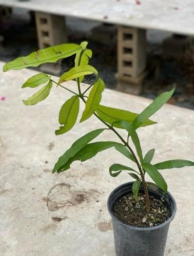 Achachairu/Garcinia Humilis/Achacha Live Fruit Tree (Arbol frutal vivo) 2-3ft - Image 4