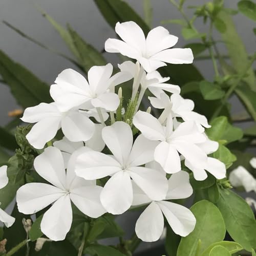 2 White Plumbago Live Plants, 4-8'' Tall White Plumbago Plant Vine Shrub - Image 3