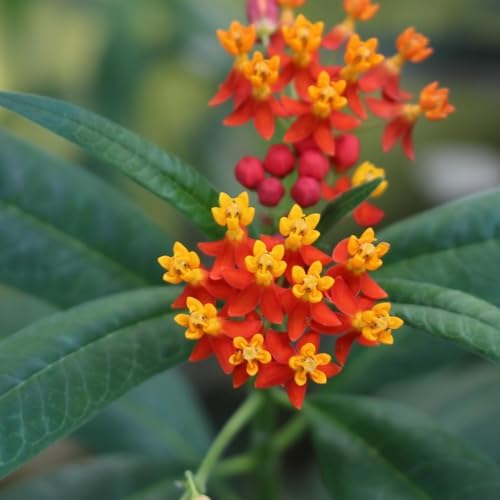 Red Milkweed Live Plants – Pack of 2, 4–6” Tall – Asclepias curassavica, Scarlet Milkweed, Tropical Milkweed – Fast-Growing – Indoor/Outdoor, Container-Friendly – Bloodflower Milkweed by Unknown
