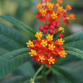 Red Milkweed Live Plants – Pack of 2, 4–6” Tall – Asclepias curassavica, Scarlet Milkweed, Tropical Milkweed – Fast-Growing – Indoor/Outdoor, Container-Friendly – Bloodflower Milkweed by Unknown