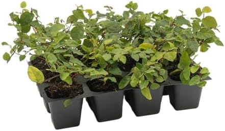 12 Creeping Fig, Live Plants – Ficus Repens – Fast-Growing & Versatile Climbing Vine in 2.5” Nursery Cubes – Perfect for Living Walls, Topiaries, Ground Cover & Indoor/Outdoor Decor - Image 6