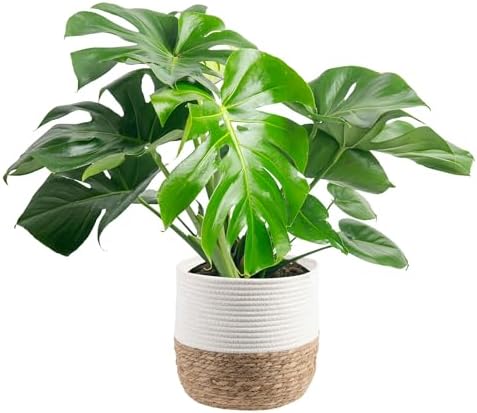 Costa Farms Monstera, Live Indoor Plant, Tropical Plant, Home Decor by Unknown