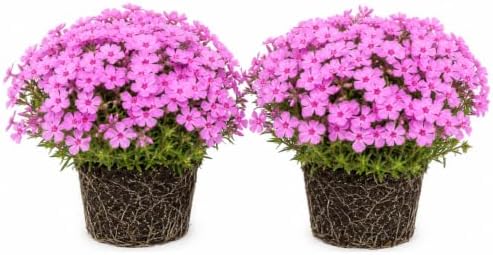 2 Pink Creeping Phlox Live Plants, Perennial Flower Plant, 4-7 Inch Tall by GardenNurserySince1996
