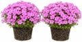 2 Pink Creeping Phlox Live Plants, Perennial Flower Plant, 4-7 Inch Tall by GardenNurserySince1996