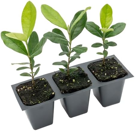 3 Pineapple Guava (Feijoa) Trees | Live Saplings in 2.5-inch Nursery Cubes | Feijoa Sellowiana Variety | Drought-Tolerant Fruit-Bearing Trees and Shrubs | Tropical Ornamental Charm for Home and Garden - Image 6