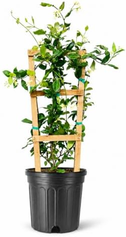 Star Confederate Jasmine | 3 Extra Large Trade 3 Gallon Plants | Trachelospermum jasminoides | Flowering Vine Plants | Evergreen Ground Cover for Landscaping by FloridaFoliage
