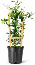 Star Confederate Jasmine | 1 Extra Large Trade 3 Gallon Plant | Trachelospermum jasminoides | Flowering Vine Plants | Evergreen Ground Cover for Landscaping by FloridaFoliage